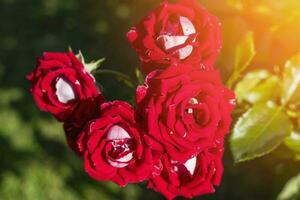 rot Rose Busch. viele von rot Rosenknospen Nahansicht. das Konzept von Gartenarbeit foto