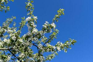 Weiß Kirsche Blüten auf ein Baum unter klar Blau Himmel im sonnig Wetter foto