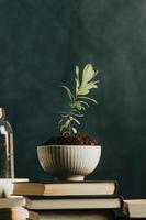 eine minimalistische Aufnahme einer Pflanze, die in einem Topf mit Wasser und Büchern wächst foto