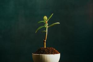 Nahaufnahme einer wachsenden Pflanze in einem Topf mit einem dunklen Hintergrund foto