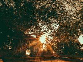 Sonneneruption durch Äste Buschbaum