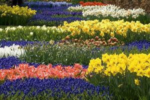 Niederlande bunt Landschaft und Blumen foto