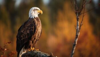 das majestätisch kahl Adler Sitzstangen auf ein Zweig, Jagd Beute generiert durch ai foto