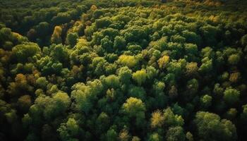 still Herbst Wiese, hoch oben im Berg Bereich, Antenne Aussicht generiert durch ai foto