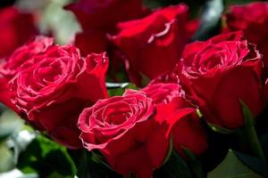 Anordnung des schönen roten Rosenstraußes
