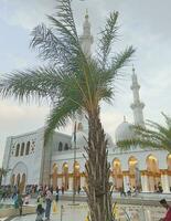 Solo - - Juni 3,2023 - - Palme Pflanzen wachsend im das Hof von das Moschee foto