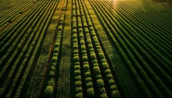 Reihen von Weizen gedeihen im ländlich Landschaft generiert durch ai foto