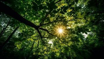 Grün Blätter glühen im Sonnenlicht, Natur Schönheit generiert durch ai foto