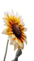 schön Sonnenblume auf transparent Hintergrund. generativ ai. foto