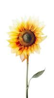 Aquarell schön Sonnenblume auf transparent Hintergrund. generativ ai. foto