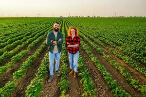 Familie landwirtschaftlich Beruf. Mann und Frau sind kultivieren Sojabohne. Sie sind zufrieden mit gut Fortschritt von Pflanzen. foto