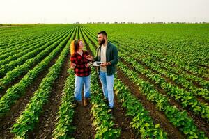 Familie landwirtschaftlich Beruf. Mann und Frau sind kultivieren Sojabohne. Sie sind Prüfung das Fortschritt von Pflanzen. foto