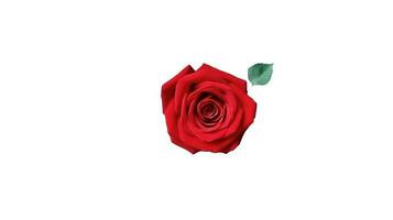 oben Aussicht von rot Rose Blume Element. foto