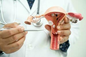 Gebärmutter, Arzt halten Anatomie Modell- zum Studie Diagnose und Behandlung im Krankenhaus. foto