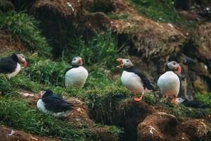 Herde von atlantisch Papageientaucher Vogel Leben auf das Cliff durch Küste im Norden atlantisch Ozean während Sommer- beim borgarfjardarhofn foto