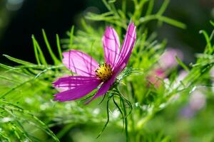 Kosmos Rosa lila auf Grün Wiese glänzend foto