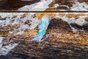 Tintenfisch klar Grün Auge auf Boot foto
