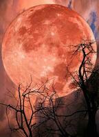rot groß Mond und Baum Silhouette foto