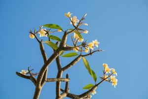 Plumeria, Frangipani, Leelawadee, lanstorm Blume blühen foto