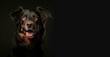 Hund hovawart Gold und schwarz mit schön braun Augen Porträt auf schwarz Hintergrund. foto