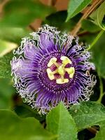 Passiflora ist ein Klettern Pflanze Ursprung von Amerika. diese Pflanze können Sein benutzt wie ein Zier Pflanze Passiflora Vitifola, paasiflora Racemose und wie Essen zum Leidenschaft Frucht, passifora Edulis foto