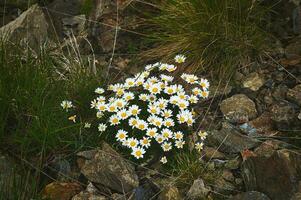 Gruppe von Blumen Berg Gänseblümchen foto