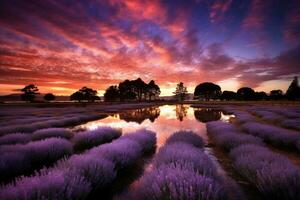 Traumland glühend Lavendel Felder und irisierend Wälder angrenzend ein heiter. ai generativ foto