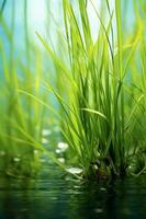 Gras im das Wasser. ai generativ foto