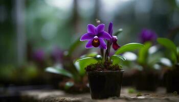 frisch lila Orchidee im Grün Blume Topf generiert durch ai foto