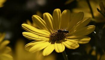 Single Gänseblümchen zieht an Biene zum Bestäubung im Sommer- generiert durch ai foto