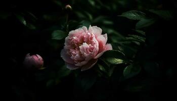 Schönheit im Natur ein Rosa Pfingstrose blühen im schließen oben Makro generiert durch ai foto