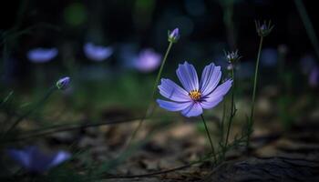 frisch Gänseblümchen blühen im Wiese, lila und Gelb Blütenblätter generiert durch ai foto