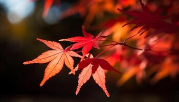 beschwingt Herbst Wald japanisch Ahorn Blätter im multi farbig Schönheit generiert durch ai foto