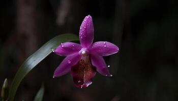 Makro Schuss von ein nass, multi farbig Motte Orchidee im blühen generiert durch ai foto