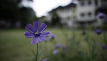 frisch lila Gänseblümchen blühen im Grün Wiese, Sommer- draußen Schönheit generiert durch ai foto