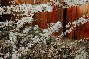 Sakura Kirsche blühen genommen im Frühling im Japan foto