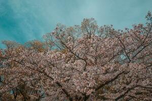 schön Rosa Sakura Kirsche blühen Blumen Blühen im das Garten im Frühling foto