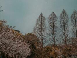 schön Rosa Sakura Kirsche blühen Blumen Blühen im das Garten im Frühling foto