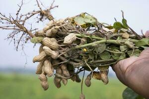 Erdnuss auf Landwirte Hand im das Feld. Landwirtschaft Ernte Konzept foto