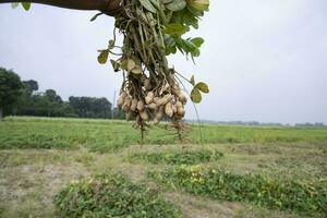 einer Bündel von Erdnüsse mit ein verschwommen Grün Hintergrund im das Feld. selektiv Fokus foto