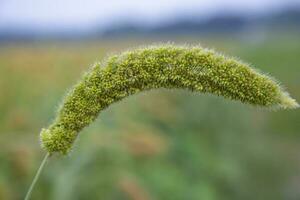 Hirse Spitze mit flach Tiefe von Feld. selektiv konzentrieren foto