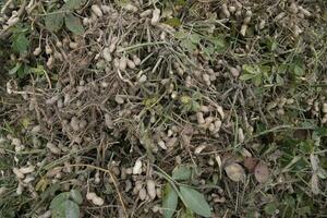 gestapelt Ernte Erdnüsse im das Boden im das Feld foto