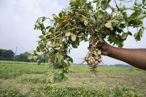 Erdnuss auf Landwirte Hand im das Feld. Landwirtschaft Ernte Konzept foto