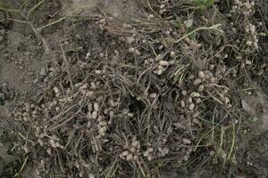 gestapelt Ernte Erdnüsse im das Boden im das Feld foto