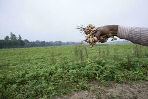 Farmer Händchen halten Erdnuss Ernte im das Feld foto