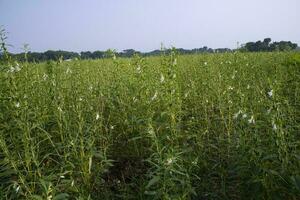 natürlich Landschaft Aussicht von Sesam gepflanzt im das Landschaft Feld von Bangladesch foto