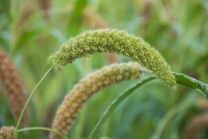 Hirse Spitze mit flach Tiefe von Feld. selektiv konzentrieren foto