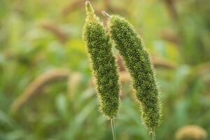 Hirse Spitze mit flach Tiefe von Feld. selektiv konzentrieren foto