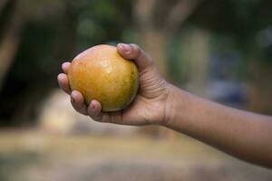schließen oben von Mann Hand halten frisch Mango Obst im Natur Hintergrund foto