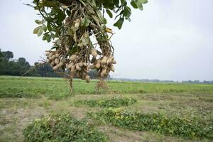 einer Bündel von Erdnüsse mit ein verschwommen Grün Hintergrund im das Feld. selektiv Fokus foto